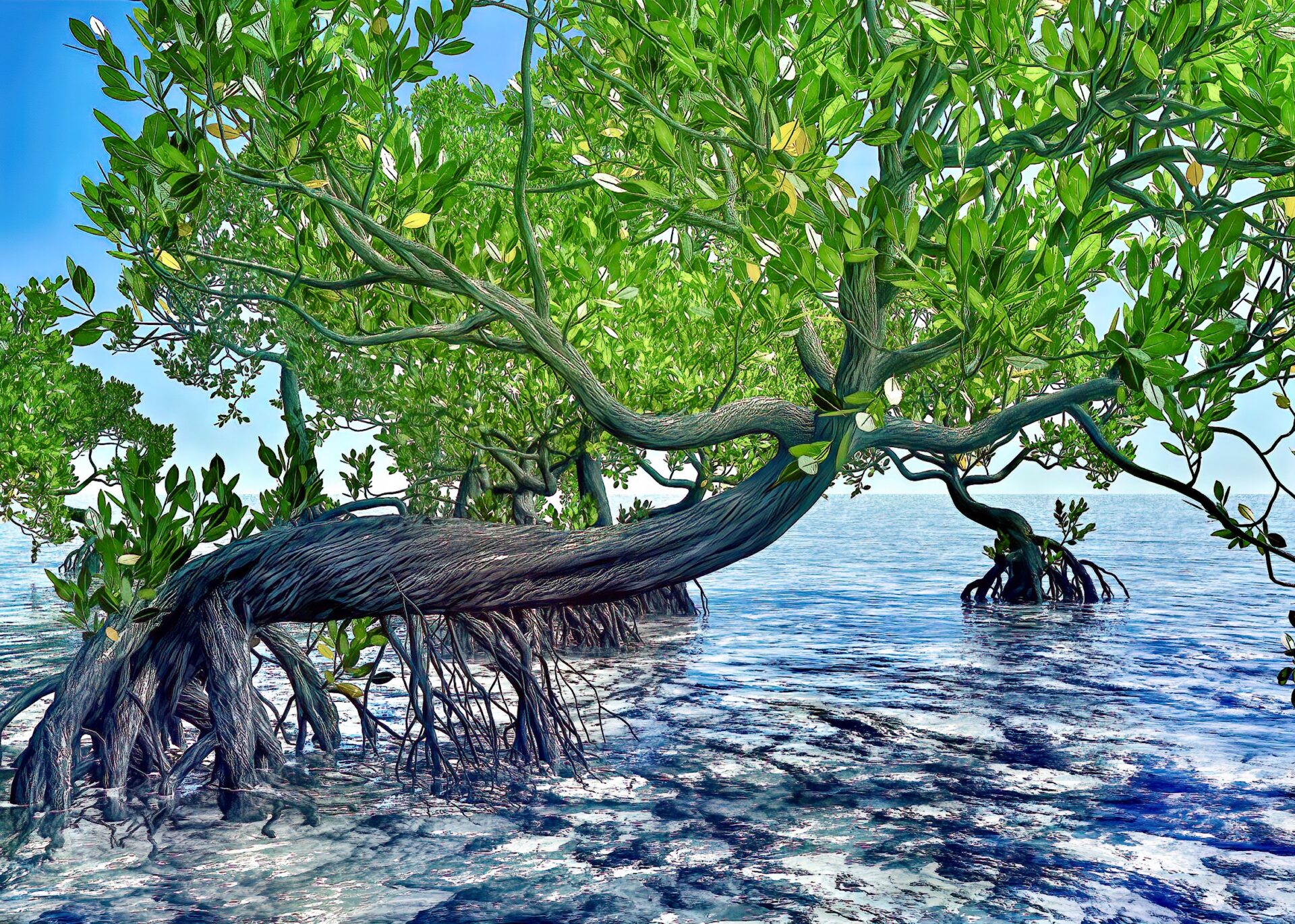 Mangrove Kayaking - Indigo Ocean Hawaii